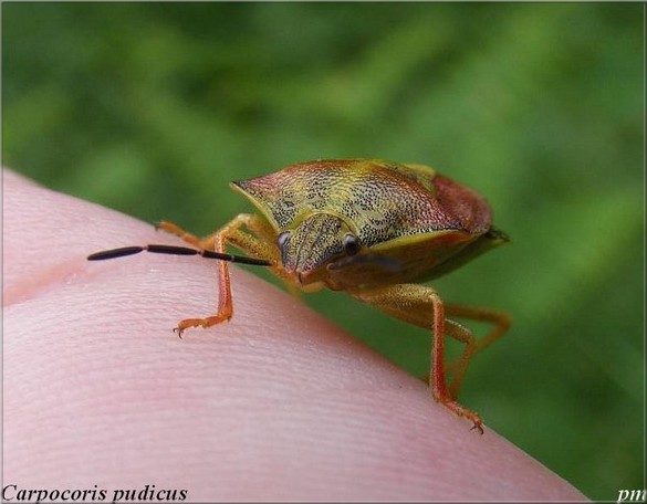 Carpocoris pudicus, photo 2 sur 2