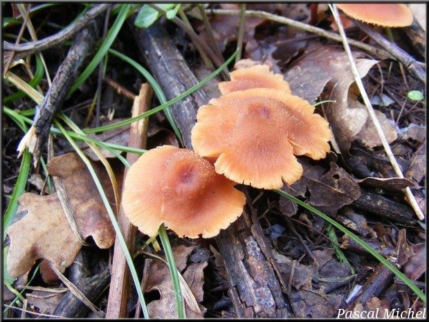 Laccaire couleur de brique (Laccaria lateritia), photo 1 sur 3