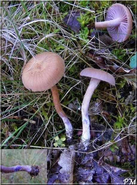 Laccaire à deux couleurs (Laccaria bicolor), photo 1 sur 3