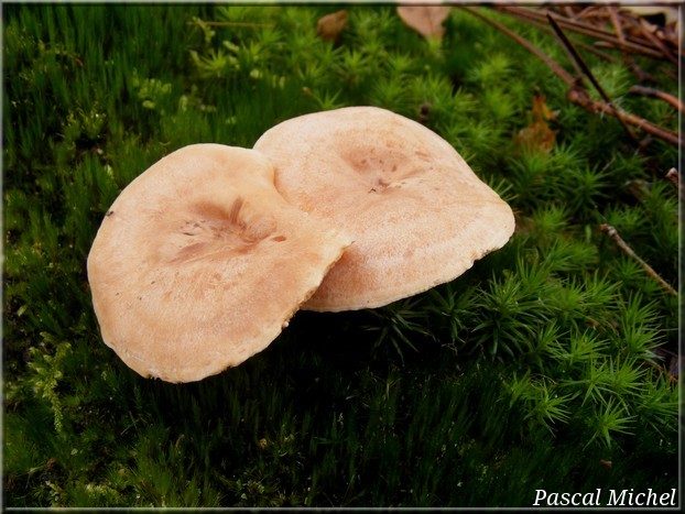 Lactaire à lait jaunissant (Lactarius chrysorrheus), photo 2 sur 3