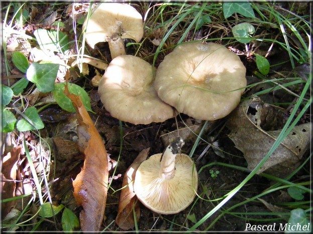 Lactaire ridulé (Lactarius pterosporus)