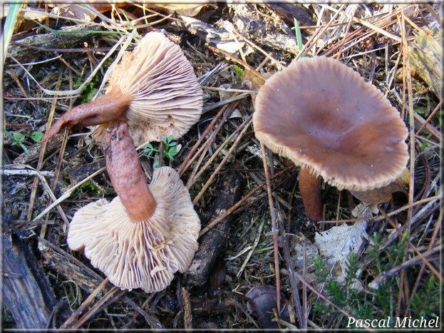 Lactaire hépatique (Lactarius hepaticus)