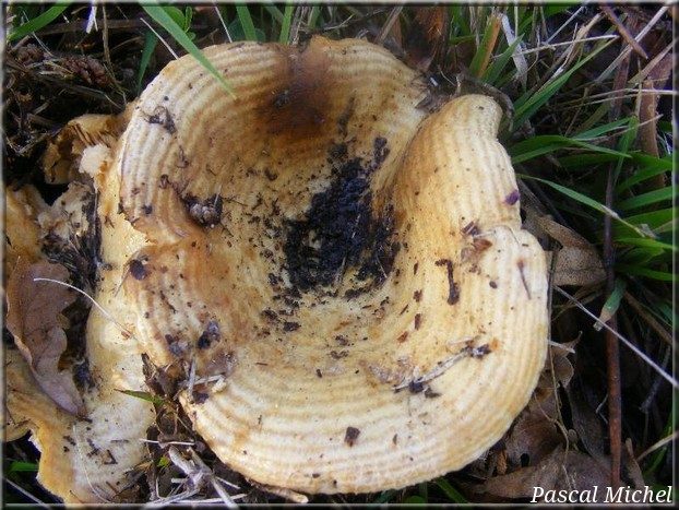 Lactaire zoné (Lactarius zonarius), photo 1 sur 2