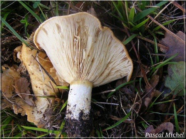 Lactaire zoné (Lactarius zonarius), photo 2 sur 2