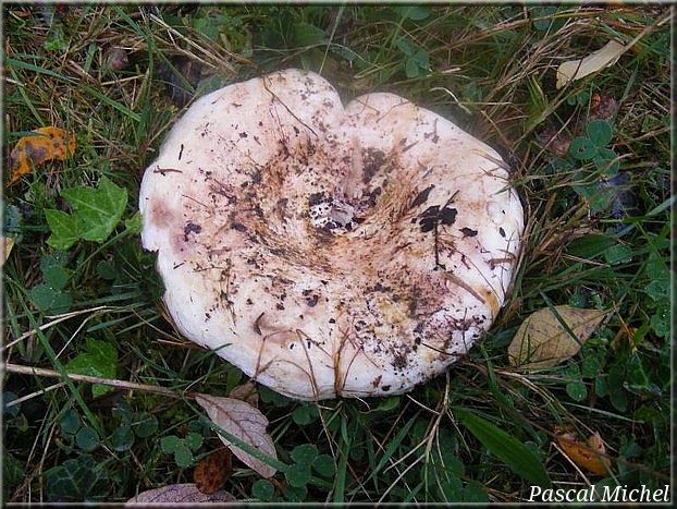Lactarius controversus
