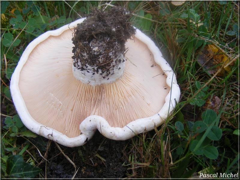 Lactaire des peupliers (Lactarius controversus), photo 2 sur 2