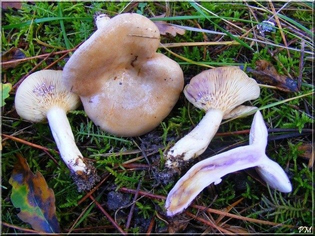 Lactaire blafard (Lactarius luridus)