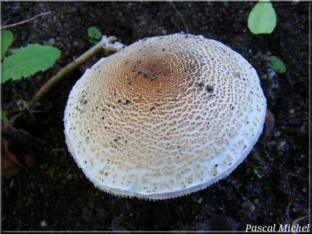 Lépiote brun-rose (Lepiota brunneoincarnata), photo 2 sur 2