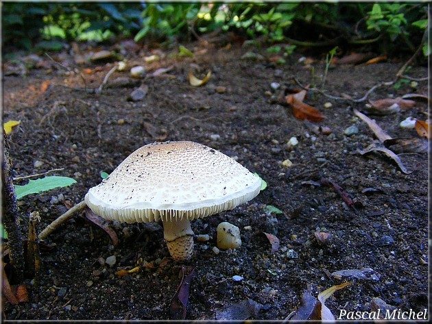 Lépiote brun-rose (Lepiota brunneoincarnata), photo 1 sur 2