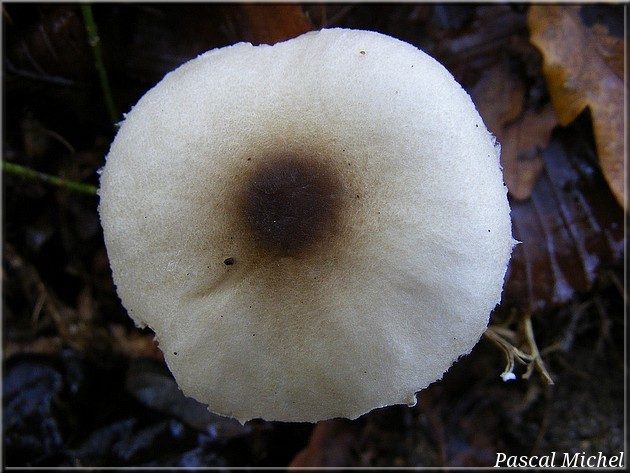 Lépiote de Forquignon (Lepiota forquignonii), photo 2 sur 2