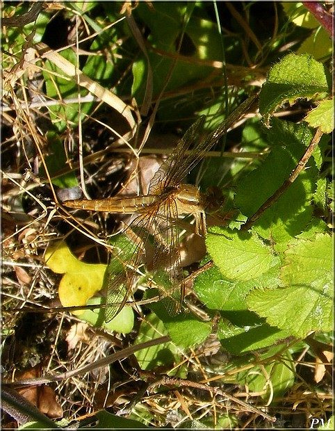 Libellule écarlate (Crocothemis erythraea), photo 5 sur 8