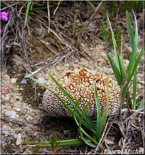 Vesse-de-loup marginée (Lycoperdon marginatum), septembre 2011, photo 1 sur 3