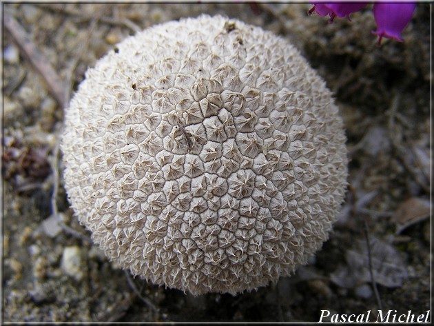 Vesse-de-loup marginée (Lycoperdon marginatum), septembre 2011, photo 3 sur 3