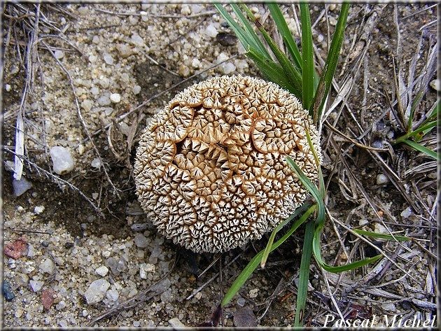 Vesse-de-loup marginée (Lycoperdon marginatum), septembre 2011, photo 2 sur 3
