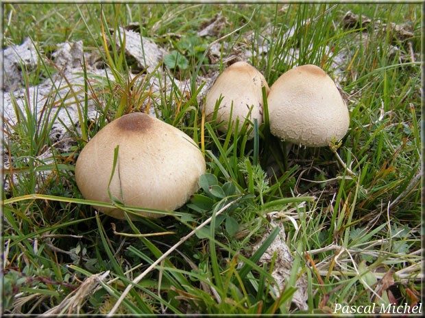 Lépiote excoriée (Macrolepiota excoriata)