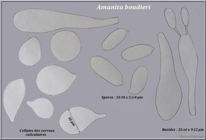 Dessin de la micro de l'Amanite toupie ( (Amanita boudieri)