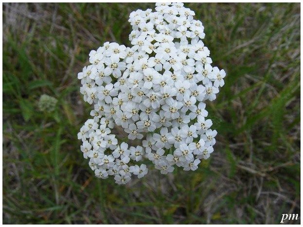 Achillée millefeuille (Achillea millefolium), photo 1 sur 2