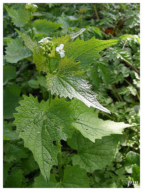 Alliaire (Alliaria petiolata), photo 1 sur 2
