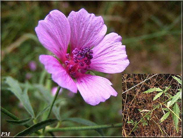 Guimauve à feuilles de chanvre (Althaea cannabina)