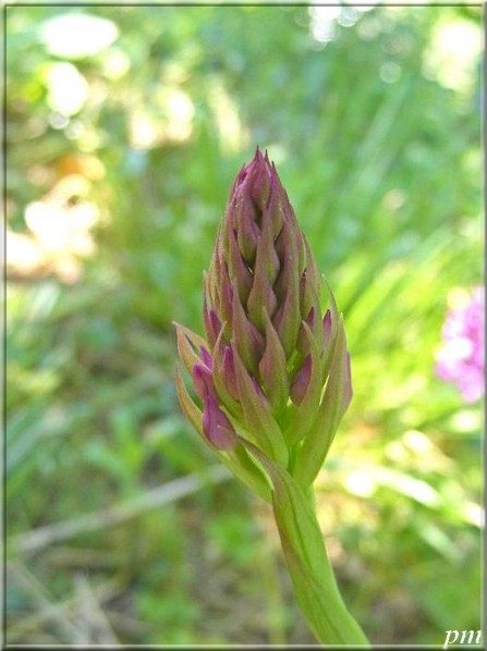 Orchis pyramidal (Anacamptis pyramidalis), photo 6 sur 6
