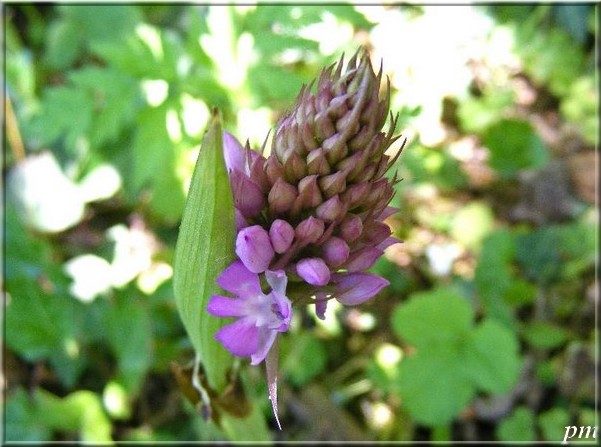 Orchis pyramidal (Anacamptis pyramidalis), photo 5 sur 6