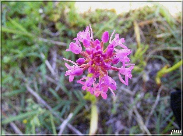Orchis pyramidal (Anacamptis pyramidalis), photo 4 sur 6