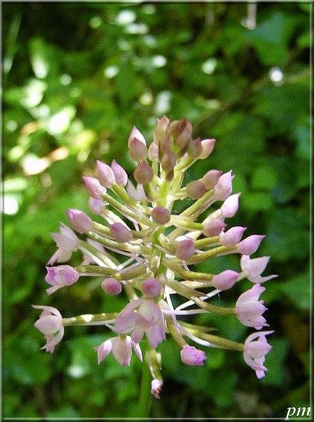Orchis pyramidal (Anacamptis pyramidalis), photo 3 sur 6