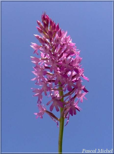 Orchis pyramidal (Anacamptis pyramidalis), photo 1 sur 6