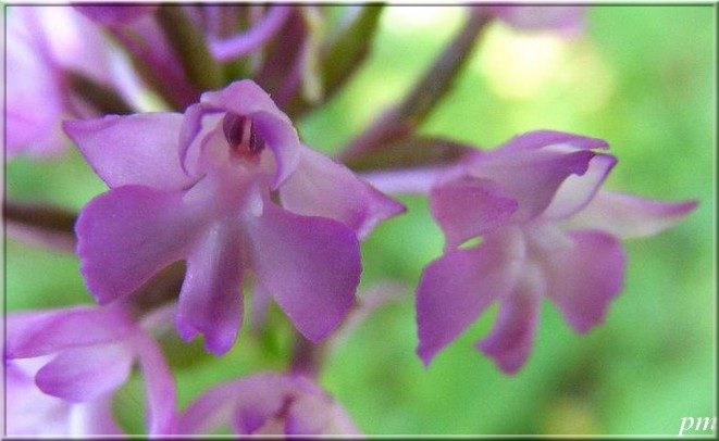 Orchis pyramidal (Anacamptis pyramidalis), photo 2 sur 6