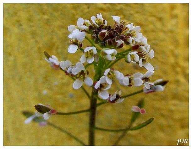 Drave des murailles (Draba muralis), photo 1 sur 2