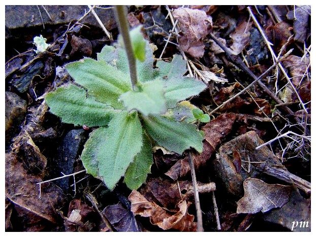 Drave des murailles (Draba muralis), photo 2 sur 2