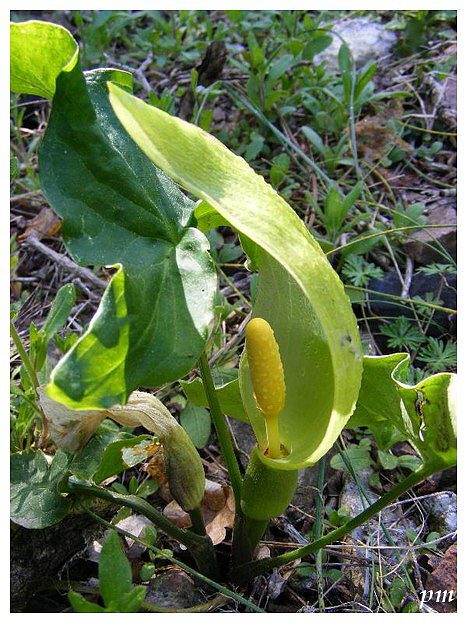 Gouet d'Italie (Arum italicum)