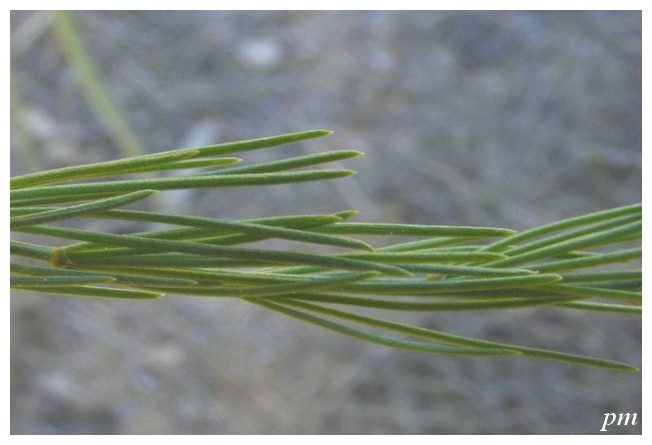 Asperge (Asparagus officinalis), photo 2 sur 2
