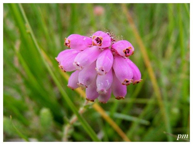 Bruyère tétragone (Erica tetralix)