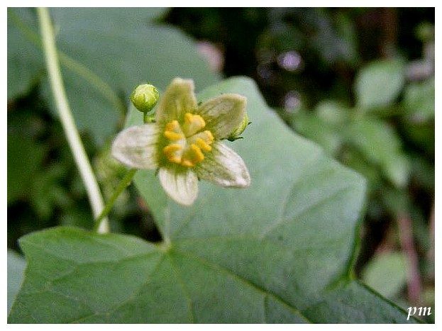 Bryone dioïque (Bryonia dioica)