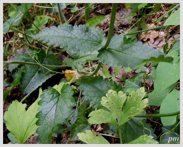 Bétoine (Betonica officinalis), photo 2 sur 3
