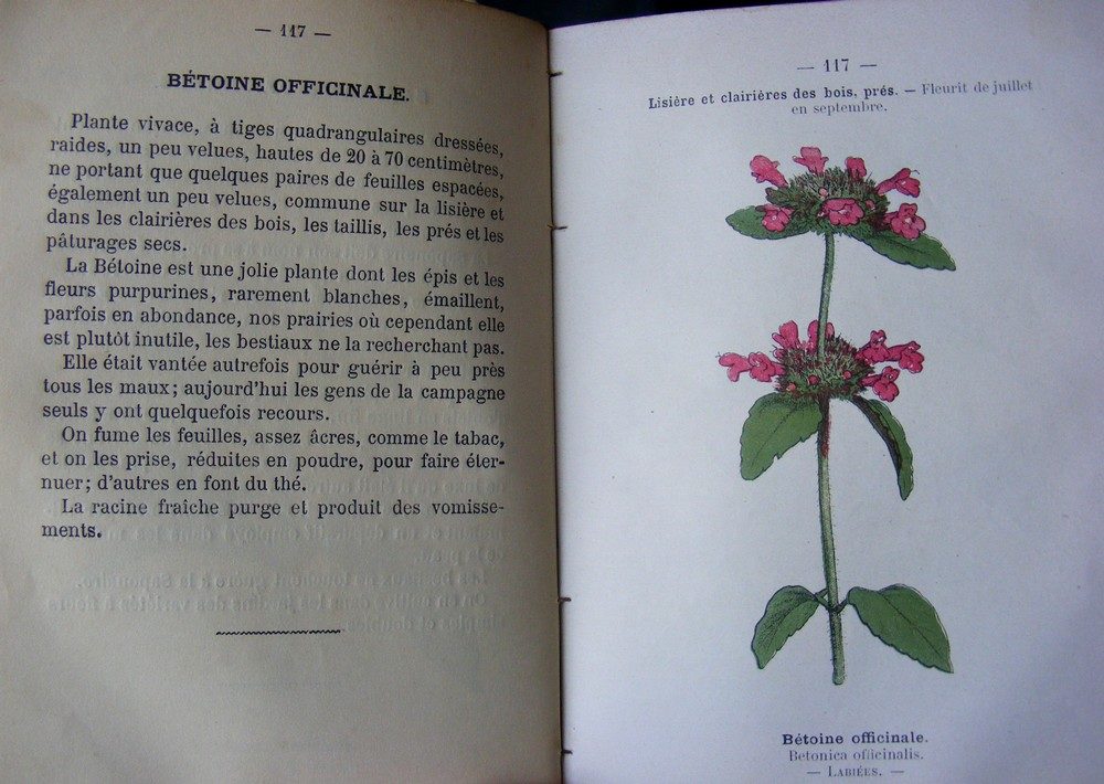 Bétoine officinale (Betonica officinalis), photo 4 sur 4