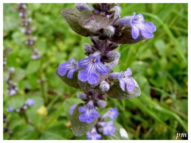Bugle rampant (Ajuga reptans), photo 2 sur 2