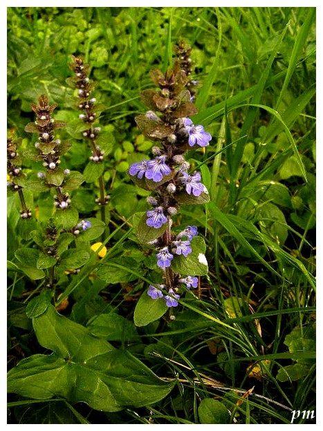 Bugle rampant (Ajuga reptans), photo 1 sur 2