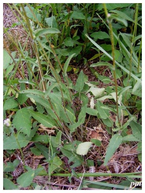 Campanule agglomérée (Campanula glomerata), photo 2 sur 3