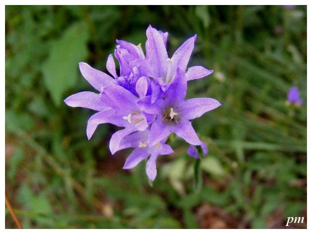 Campanule agglomérée (Campanula glomerata), photo 1 sur 3