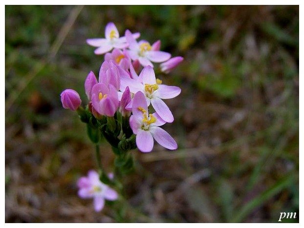 Petite centaurée commune (Centaurium erythraea), photo 1 sur 4