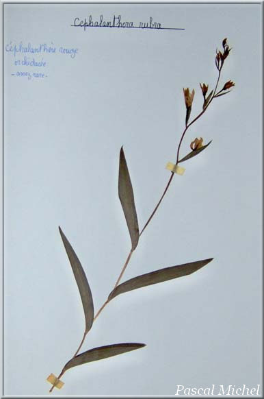 Céphalanthère rouge (Cephalanthera rubra)