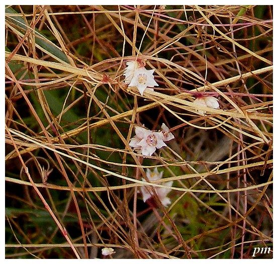 Cuscute du thym (Cuscuta epithymum), photo 2 sur 2