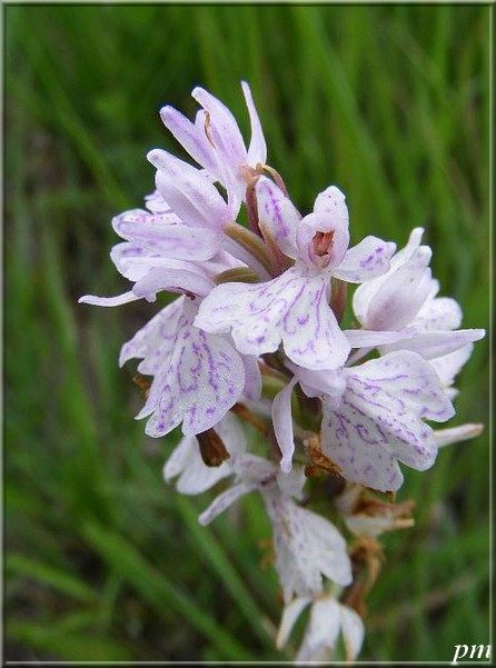 Dactylorhize des bruyères (Dactylorhiza maculata), photo 2 sur 3