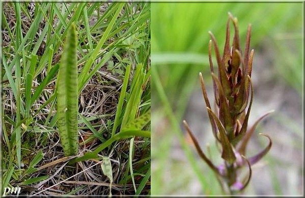 Dactylorhize des bruyères (Dactylorhiza maculata), photo 3 sur 3
