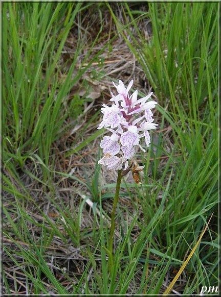 Dactylorhize des bruyères (Dactylorhiza maculata), photo 1 sur 3