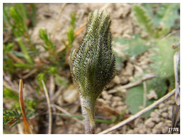Epervière piloselle (Hieracium pilosella), photo 2 sur 2
