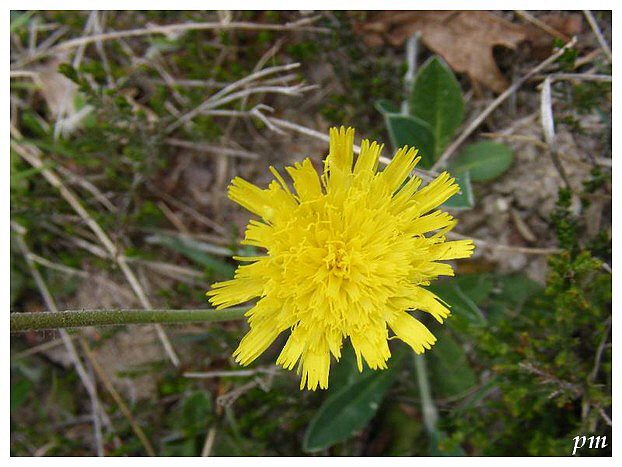 Epervière piloselle (Hieracium pilosella), photo 1 sur 2