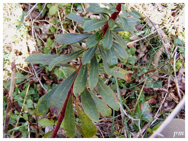 Euphorbe des bois (Euphorbia amygdaloides), photo 2 sur 3